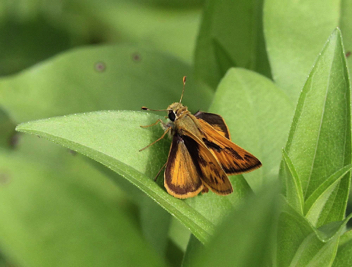 Whirlabout male